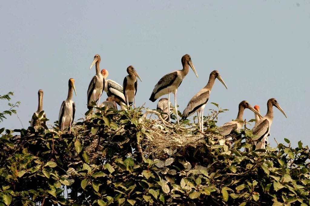 Cambodia Bird-watching Tour in Siem Reap and Angkor Wat Sightseeing Tour