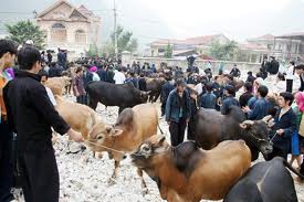 Upland Meo Vac cattle market