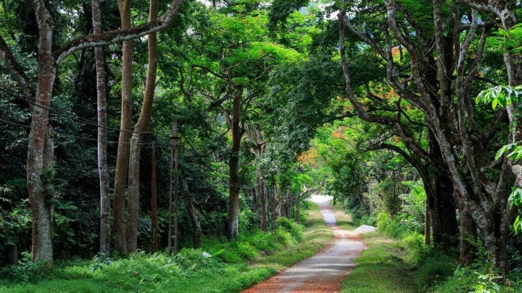Hanoi One Day Tour to Cuc Phuong National Park in Ninh Binh