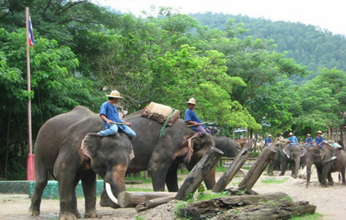 Laos Elephant Riding Tours In Luang Prabang Elephant Riding In Pakbeng