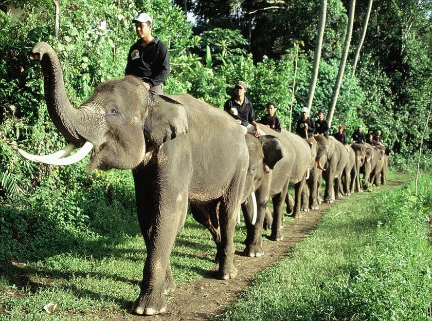 LUANGPRABANG ELEPHANT RIDING HOLIDAY